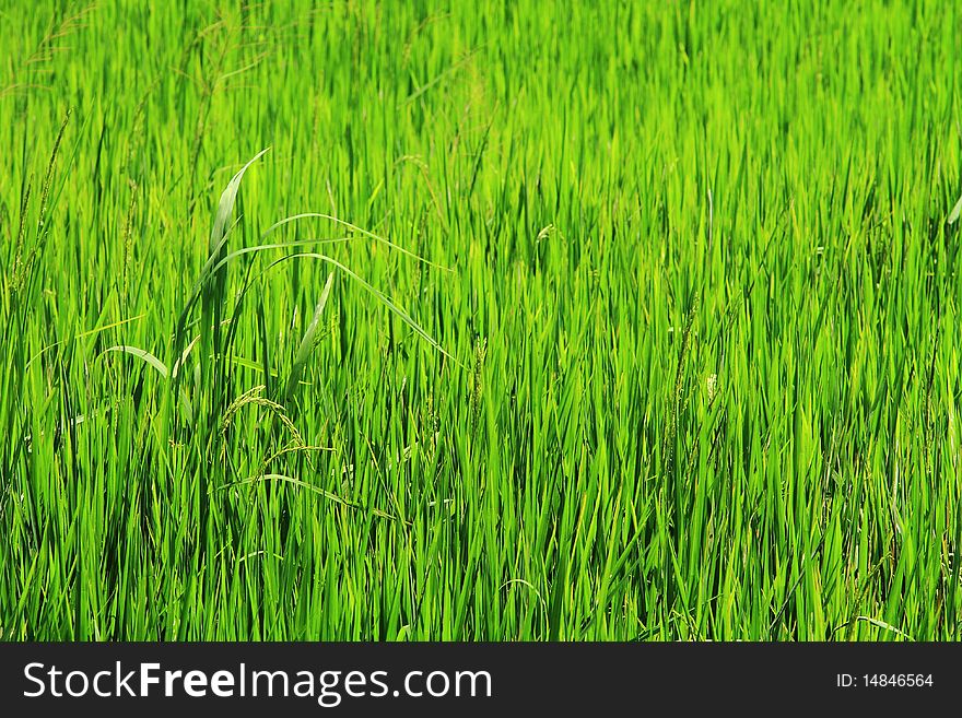 Thai rice field at  countryside