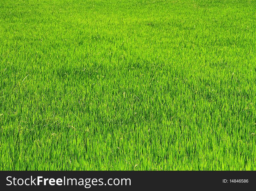 Thai rice field at countryside