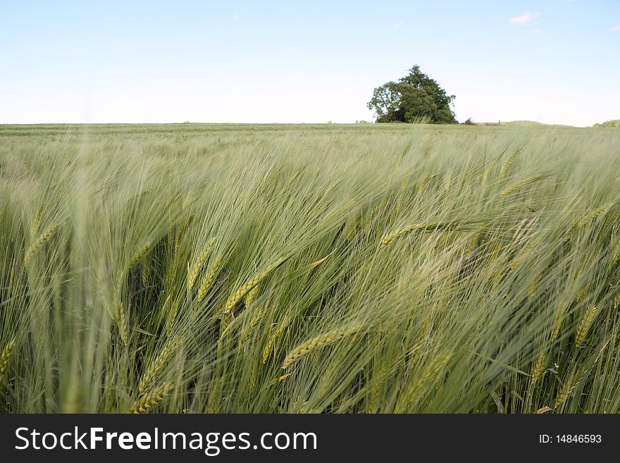 Barley field in nice day. Barley field in nice day.