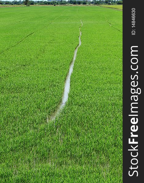 Thai rice field at  countryside