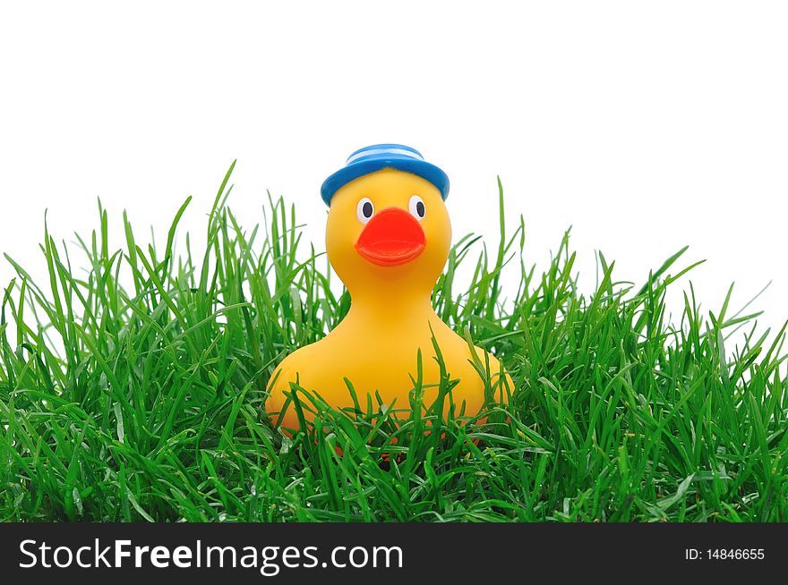 Rubber duck in grass on white background