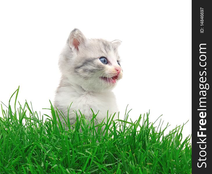 Kitten in a grass on a white background. Kitten in a grass on a white background