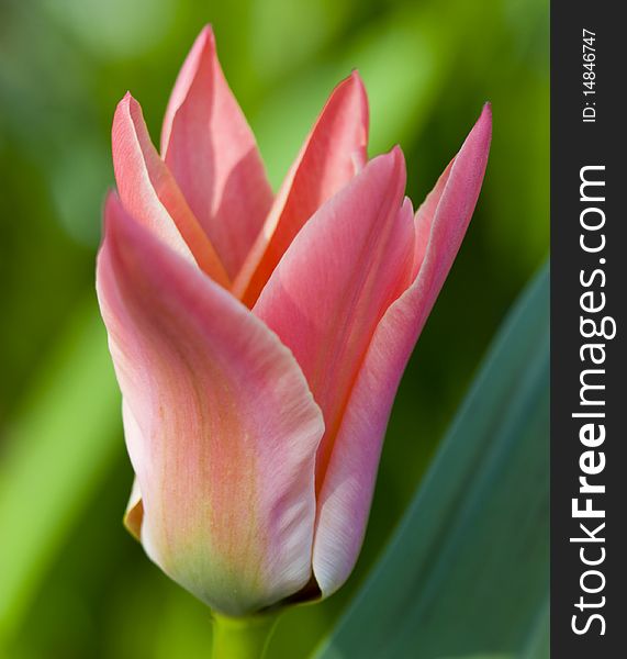 Tulip close up in the field