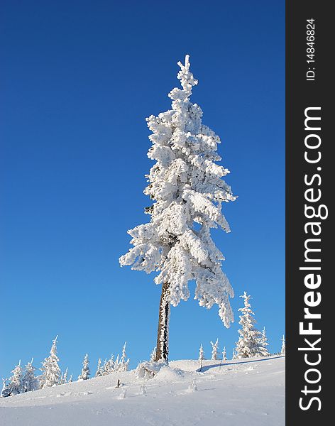 Fur-tree On A Mountain Winter Slope