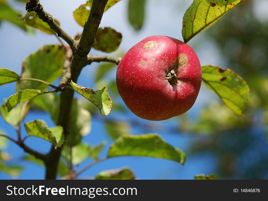 A red apple on a tree branch at a dim background. A red apple on a tree branch at a dim background.