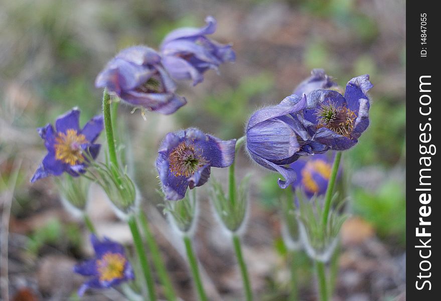 Snowdrops