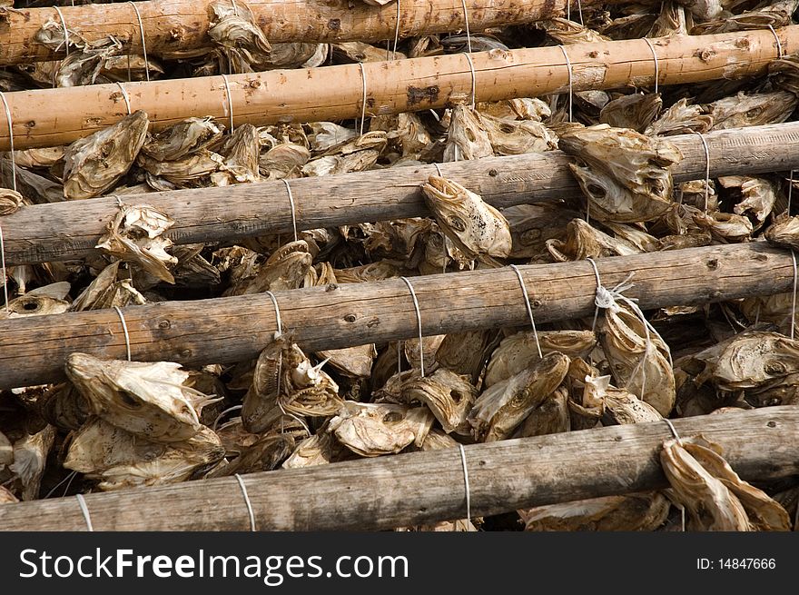 Succesful day for a headhunter! fish heads hanging