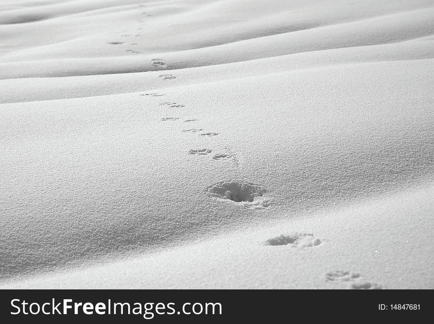 Animal path of footprints in snow. Animal path of footprints in snow