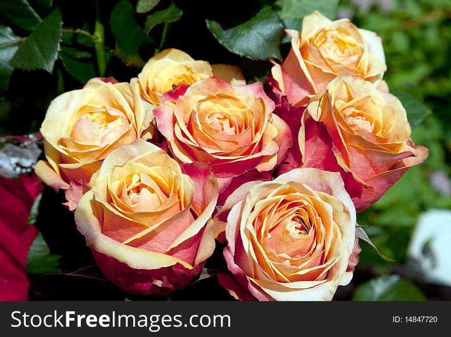 Bouquet of beautiful yellow roses. Bouquet of beautiful yellow roses