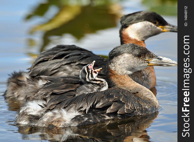 Red necked Grebes with a chick on there back