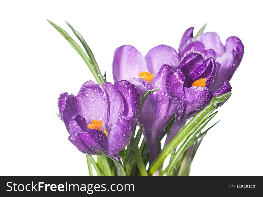 Crocus bouquet with water drops isolated on white