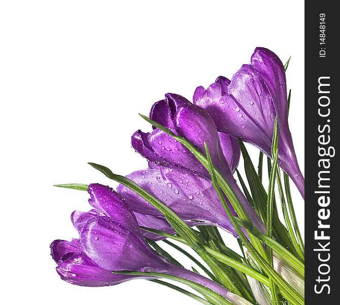 Crocus Bouquet Isolated