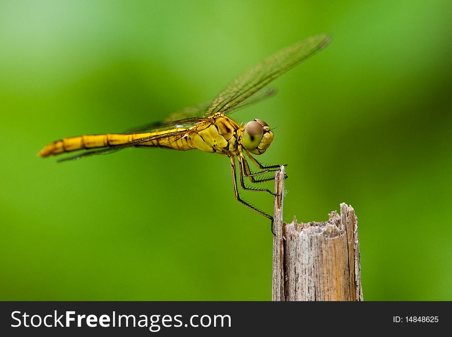 Southern Darter (Sympetrum meridionale) on a branch