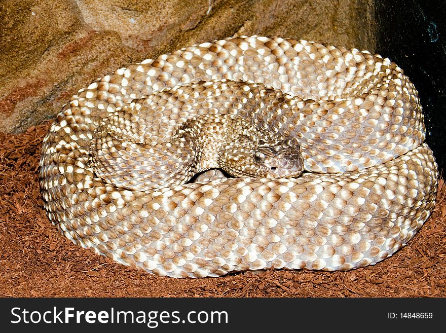 Uracona Rattlesnake (crotalus vegrandis) resting