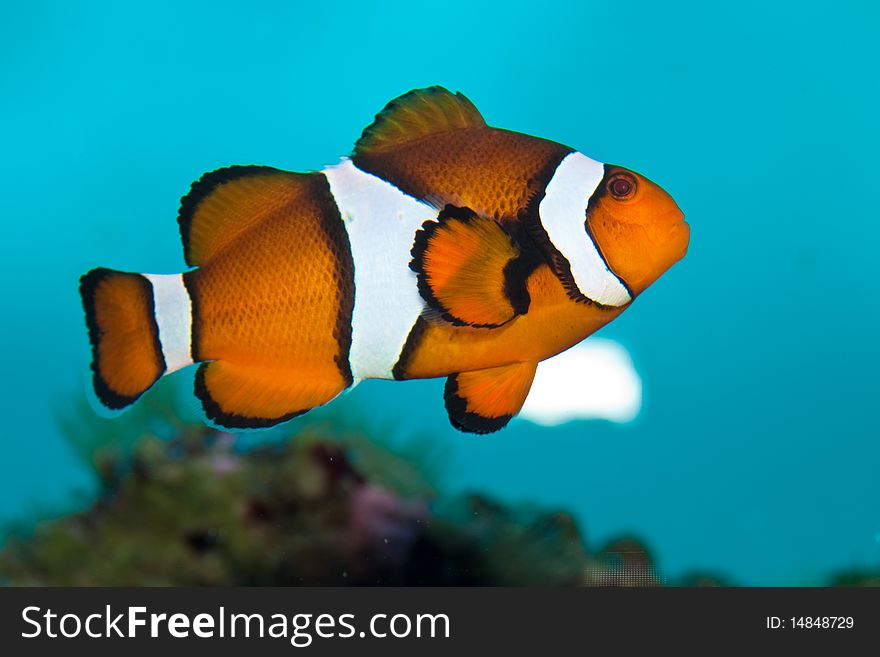 Ocellaris Clownfish in Saltwater Aquarium. Ocellaris Clownfish in Saltwater Aquarium