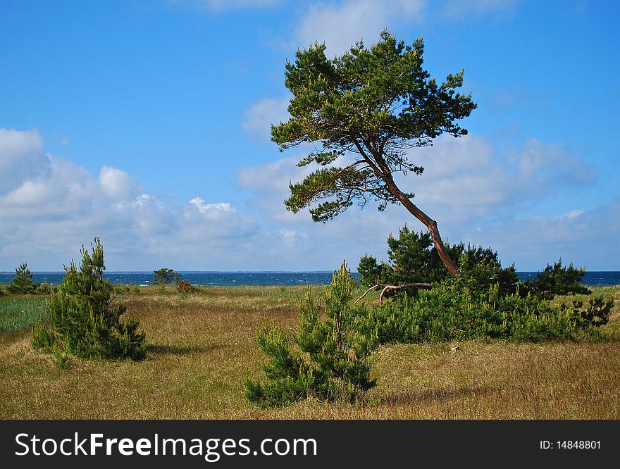 Pine at Hiiumaa island, Estonia. Pine at Hiiumaa island, Estonia.