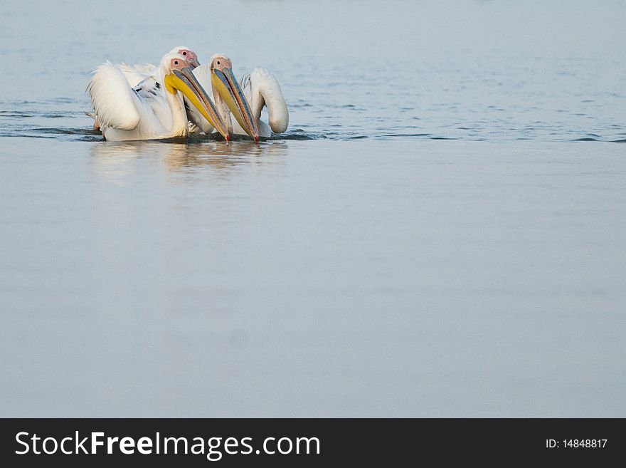 Three Great White Pelicans on water