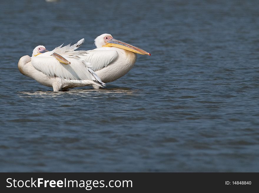 Two Great White Pelicans