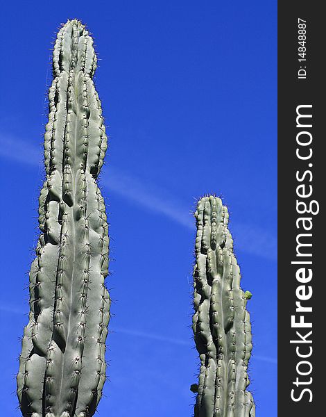 A couple of cacti with sharp needles