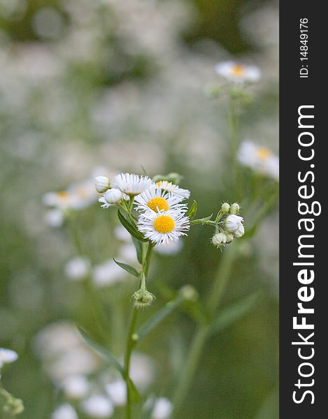 Flower of wild, beautiful, white and yellow bouquet. Flower of wild, beautiful, white and yellow bouquet.