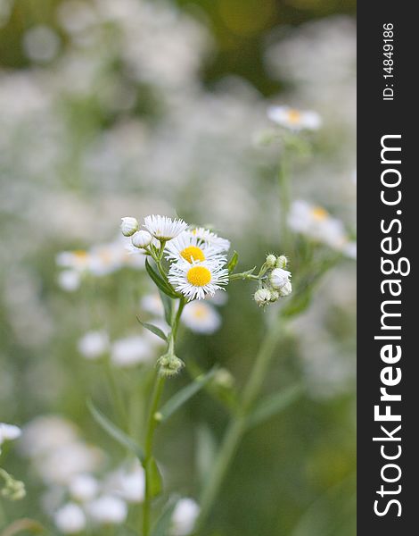 Flower of wild, beautiful, white and yellow bouquet. Flower of wild, beautiful, white and yellow bouquet.