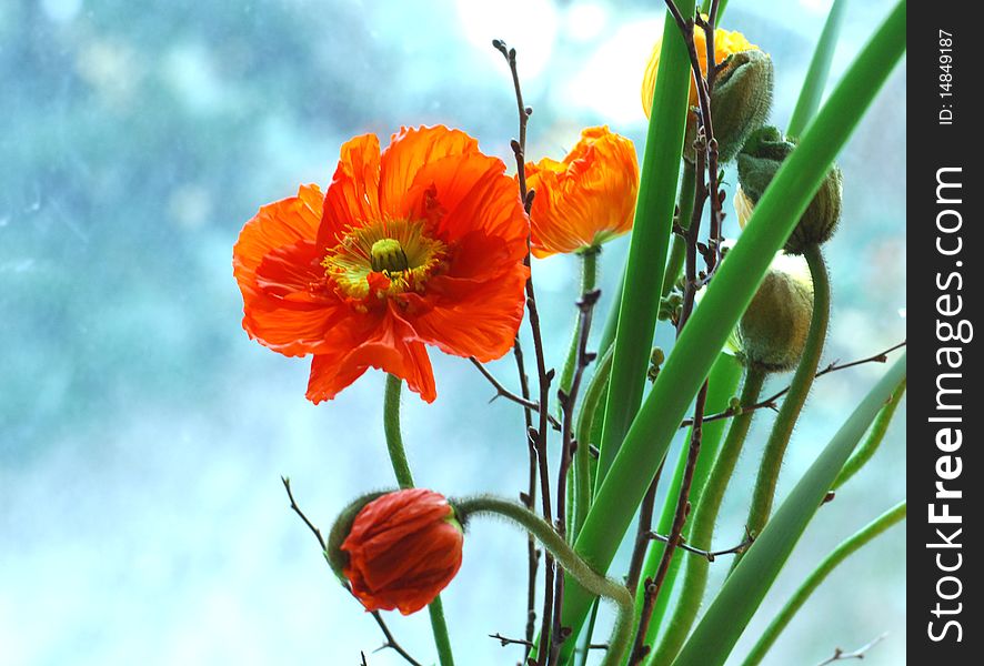 Flower of the poppy on blue background