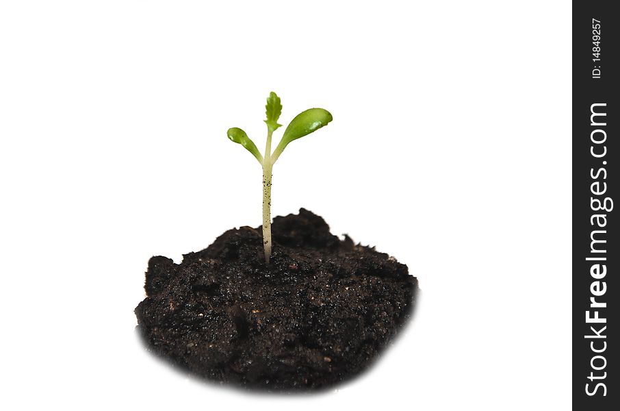Baby plant in soil on white background. Baby plant in soil on white background