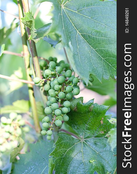 Green, unripe grape on blue background. Green, unripe grape on blue background.