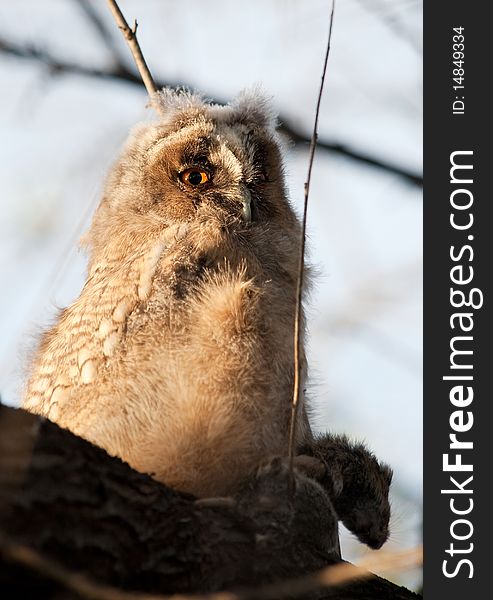 Long-eared Owl (chick) with prey (rodents). Long-eared Owl (chick) with prey (rodents).