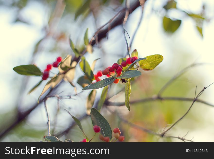 Branch of beautiful red wild berries, with beautiful green background. Branch of beautiful red wild berries, with beautiful green background.