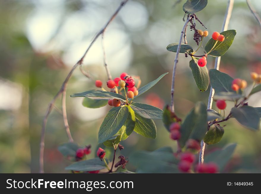 Branch of beautiful red wild berries, with beautiful green background. Branch of beautiful red wild berries, with beautiful green background.