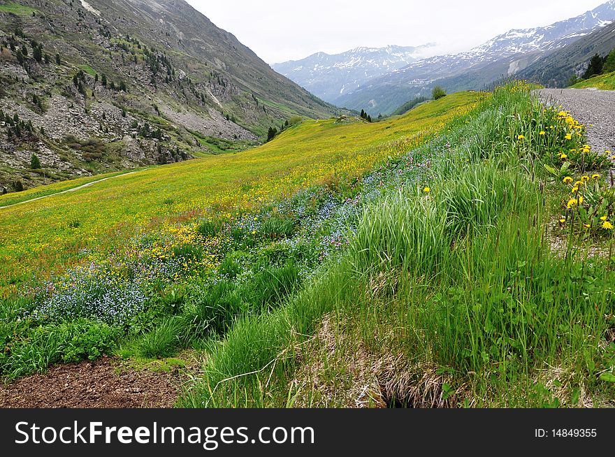 Image shows an Austrian Landscape. On the left high mountains in the middle colourful flowers in yellow and blue within green grass. On the right a part of a hiking trail. Image shows an Austrian Landscape. On the left high mountains in the middle colourful flowers in yellow and blue within green grass. On the right a part of a hiking trail.