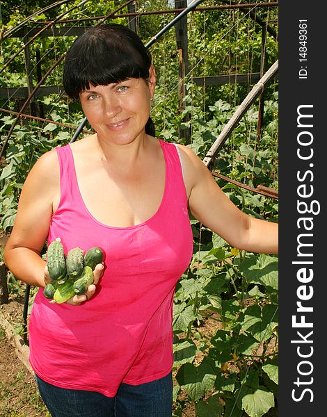 The woman reaps a crop of cucumbers. The woman reaps a crop of cucumbers