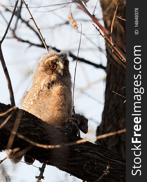 Long-eared Owl (chick) with prey (rodents). Long-eared Owl (chick) with prey (rodents).