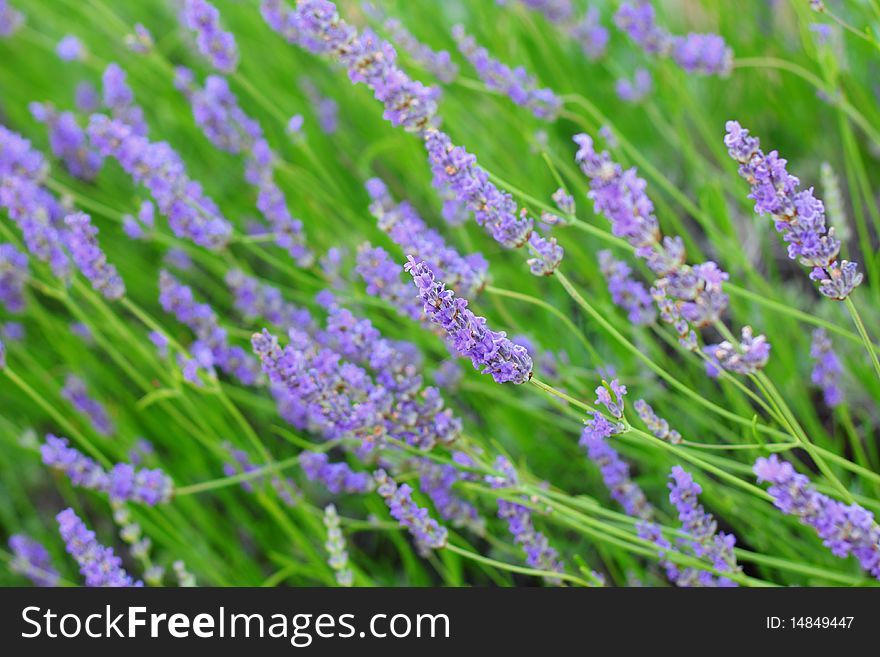 Closeup of lavender flowers with green stems