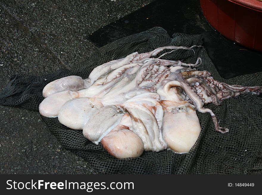 Octopus.Fish Market In South Korea
