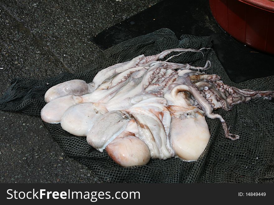 The fish market in South Korea, Busan Jagalchi street. The fish market in South Korea, Busan Jagalchi street