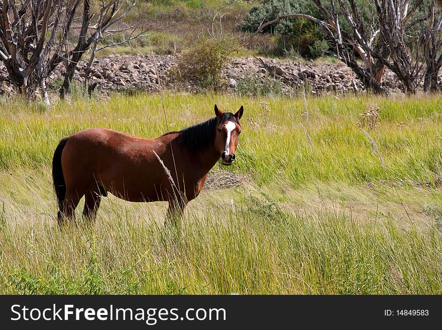 Brown horse in green sunny meadow