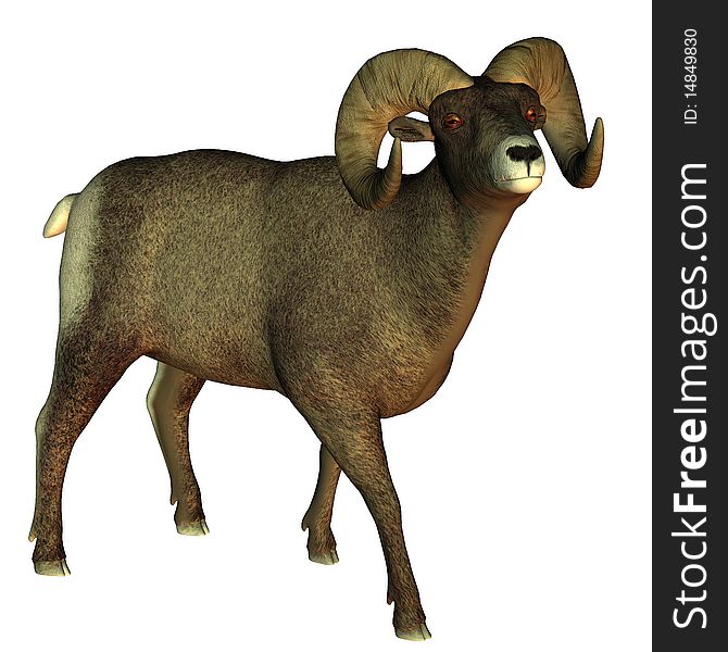 3d render a male horn sheep than illustration. 3d render a male horn sheep than illustration