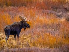 Free Bull Moose In Profile In Autumn Willows Stock Image - 148469821