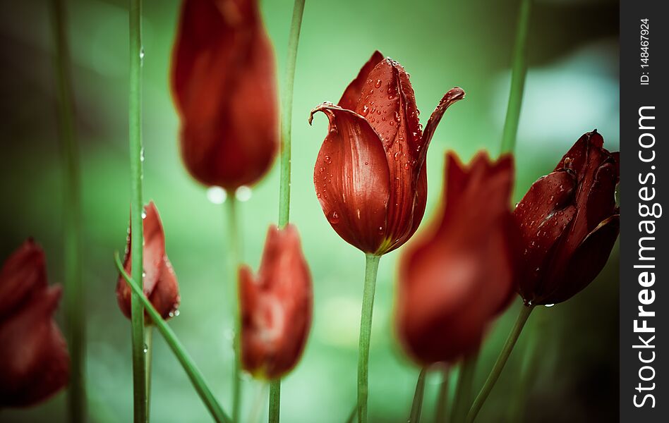 Tulip flowers with rain drops