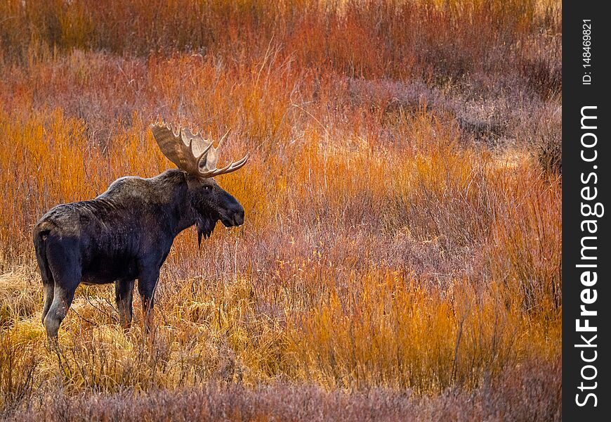 Bull Moose In Profile In Autumn Willows