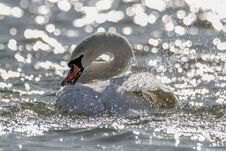 Mute Swan Splashing Water Stock Photography