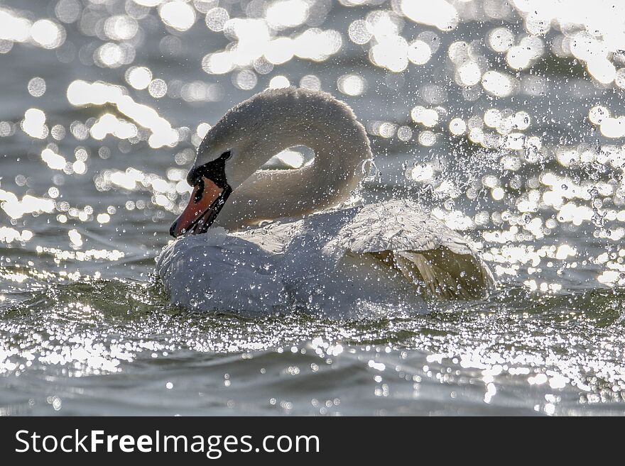 Mute swan - Cygnus olor - splashing water. Mute swan - Cygnus olor on the lake. Mute swan - Cygnus olor - splashing water. Mute swan - Cygnus olor on the lake.