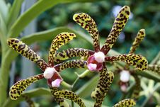 Scorpion Orchids (Genus Arachnis) Stock Photo Scorpion Orchids (Genus Arachnis) Stock Photo