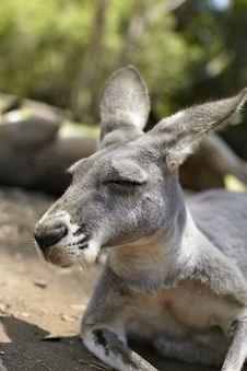 Resting Kangaroo Royalty Free Stock Image Resting Kangaroo Royalty Free Stock Image