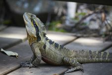 Big Wild Lizard With Spikes Royalty Free Stock Photo Big Wild Lizard With Spikes Royalty Free Stock Photo