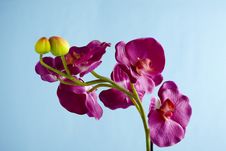 Artificial Flower Stock Image Artificial Flower Stock Image