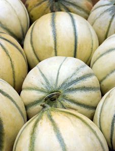 Cataloupe Melons Royalty Free Stock Images Cataloupe Melons Royalty Free Stock Images