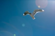 Bird Flying On The Desert Royalty Free Stock Photos Bird Flying On The Desert Royalty Free Stock Photos